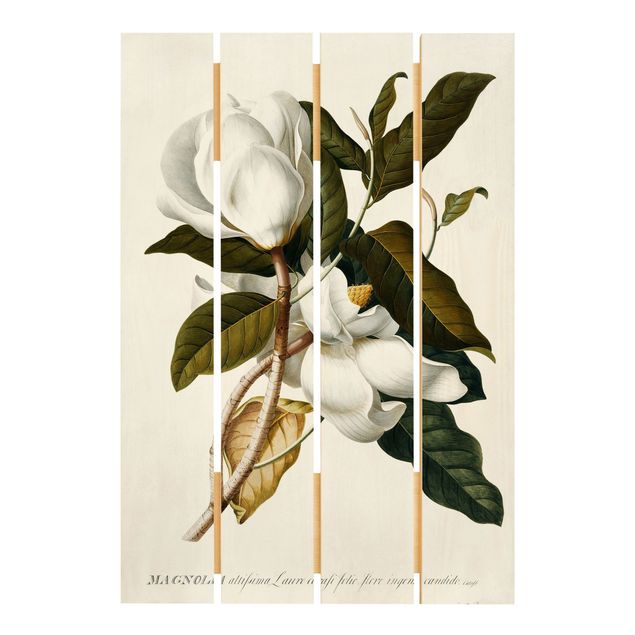 Reprodukcje obrazów Georg Dionysius Ehret - Magnolia