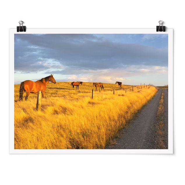 Konie obrazy Droga polna i konie w promieniach wieczornego słońca