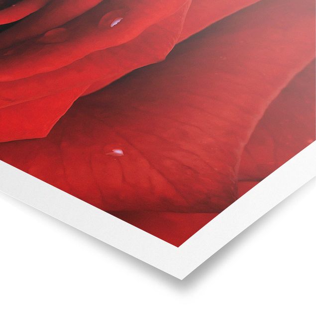 Obrazy z motywem kwiatowym Róża czerwona z kroplami wody