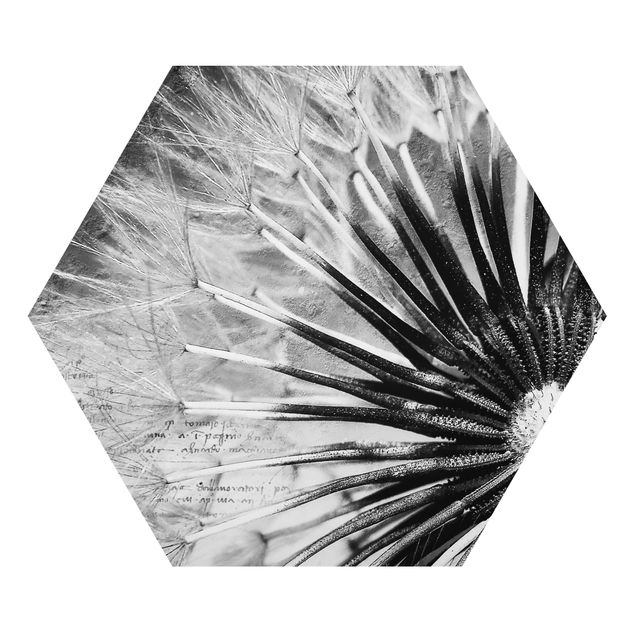 Obraz heksagonalny z Alu-Dibond - Dandelion czarno-biały