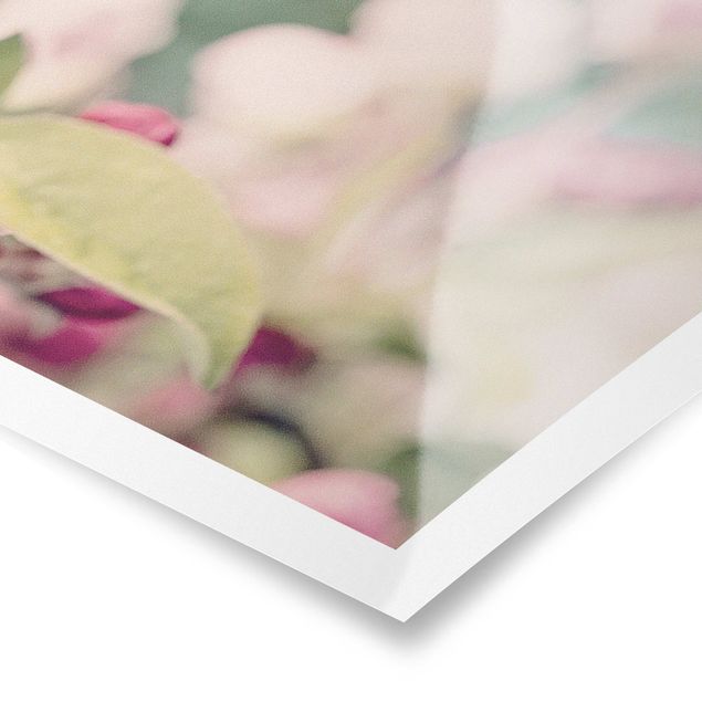 Obrazy z motywem kwiatowym Kwiat jabłoni bokeh różowy