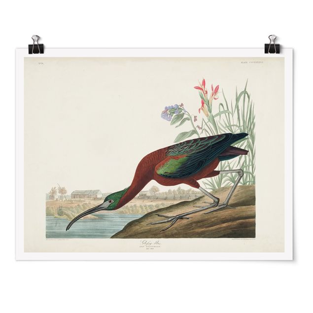 Vintage obrazy Tablica edukacyjna w stylu vintage Brązowy ibis