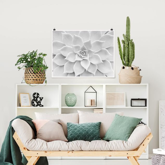 Obrazy nowoczesny Kaktus sukulent
