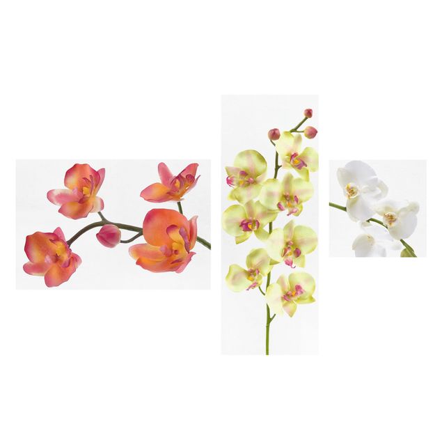 Obraz na płótnie 3-częściowy - Kolaż z orchidei