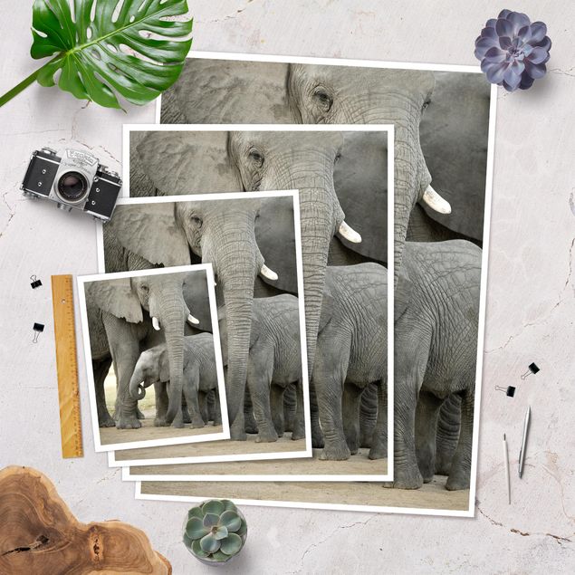 Plakaty ze zwierzętami Miłość słonia
