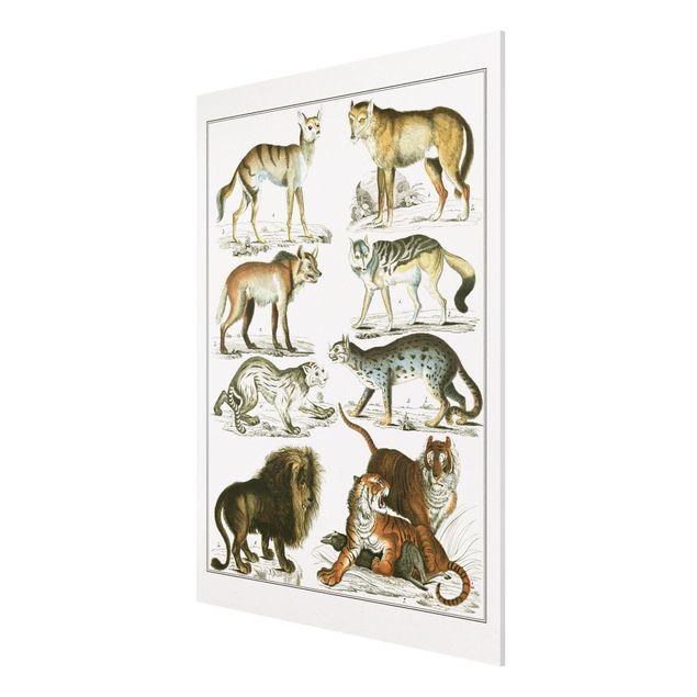 Obrazy zwierzęta Tablica edukacyjna w stylu vintage Lew, tygrys i szakal