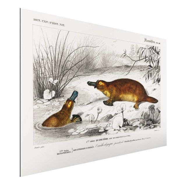 Obrazy Australia Tablica edukacyjna w stylu vintage Platypus