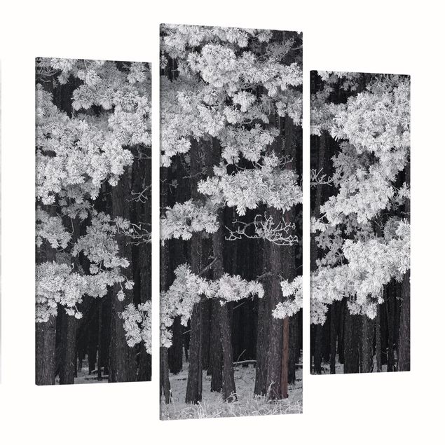 Obrazy drzewa Lasy z szronem w Austrii