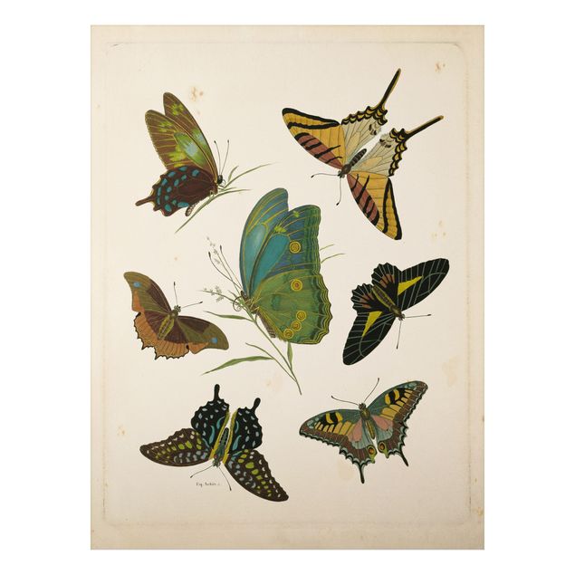 Obrazy do salonu Ilustracja w stylu vintage Motyle egzotyczne