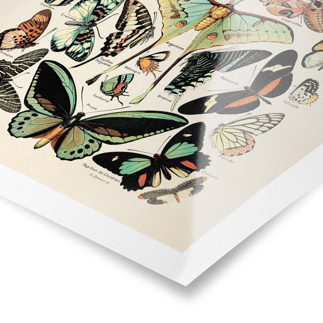 Retro obrazy Tablica edukacyjna w stylu vintage Motyle i ćmy