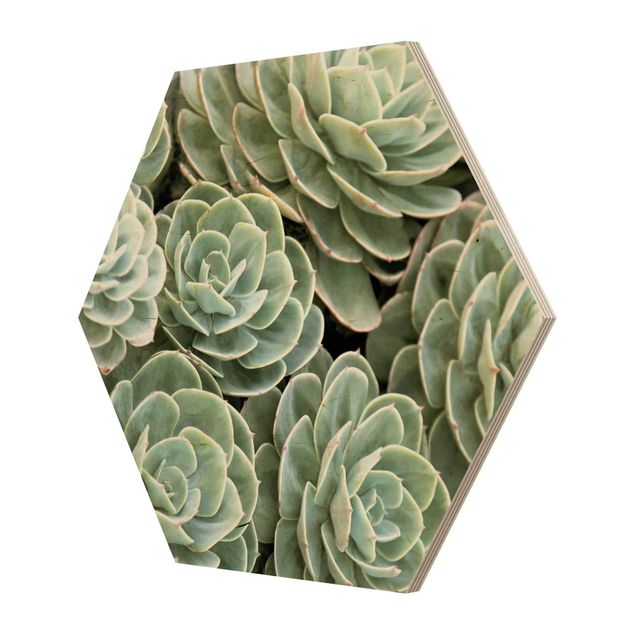 Obraz heksagonalny z drewna - Zielone sukulenty