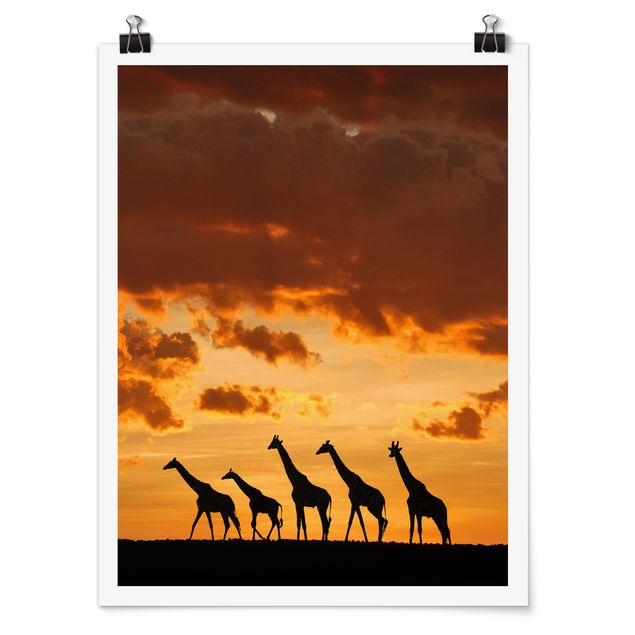 Obrazy ze zwierzętami Pięć żyraf