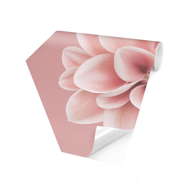 Fototapety Dahlia w różowym kolorze