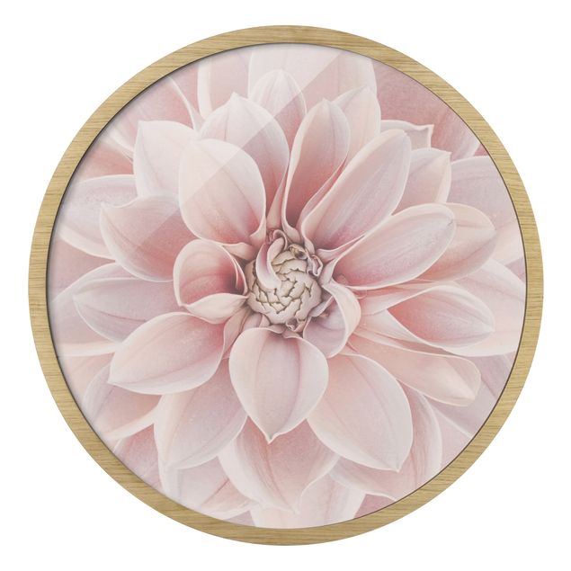 Różowy obraz Dahlia In Powder Pink