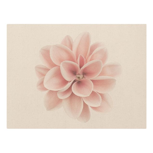 Obrazy motywy kwiatowe Dahlia Różowy pastelowy kwiat centrowany