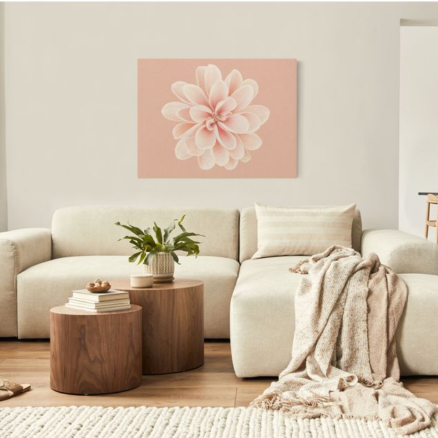 Obraz różowy Dahlia różowa pastelowa biała centrowana