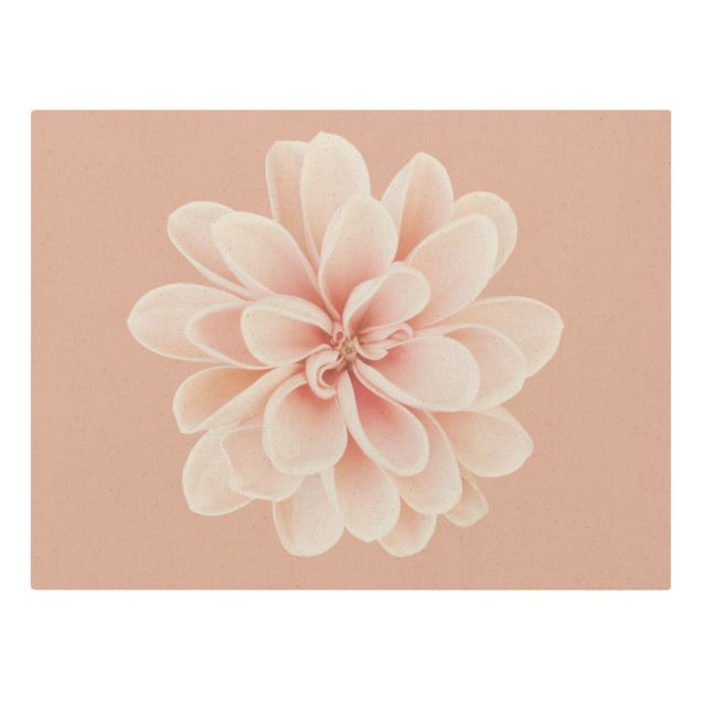 Obrazy kwiatowe Dahlia różowa pastelowa biała centrowana