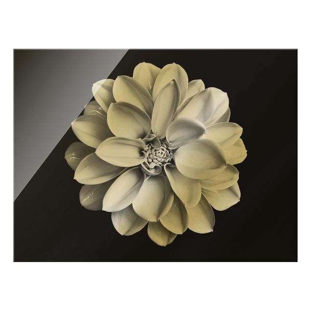 Obraz na szkle - Dahlia czarno-biały