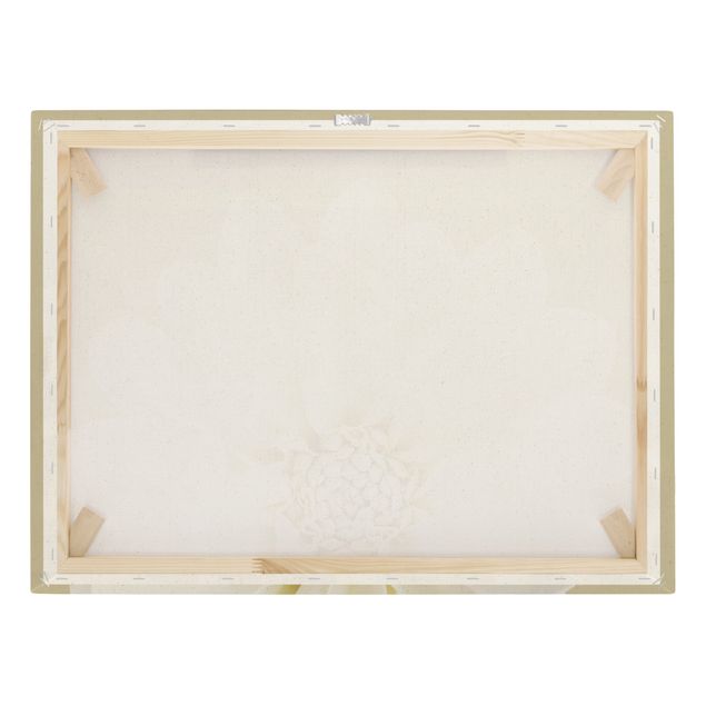 Obraz na naturalnym płótnie - Dahlia Biała Pastelowa Kolory piaskowe