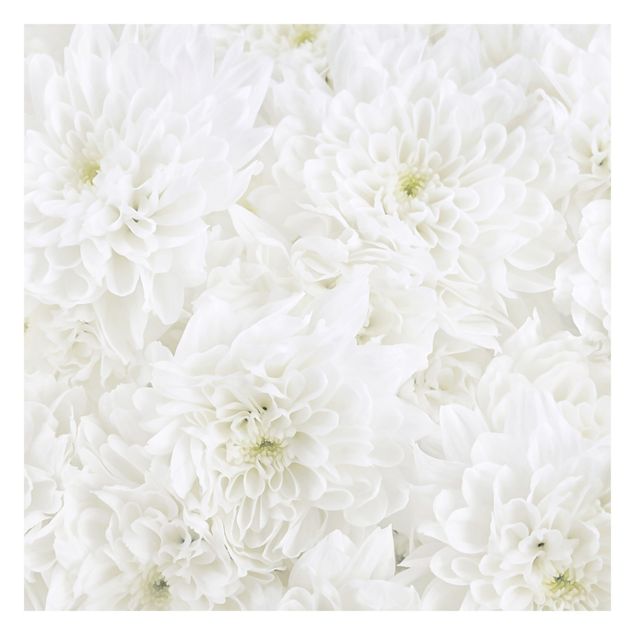 Fototapeta - Dahlie Morze kwiatów białe