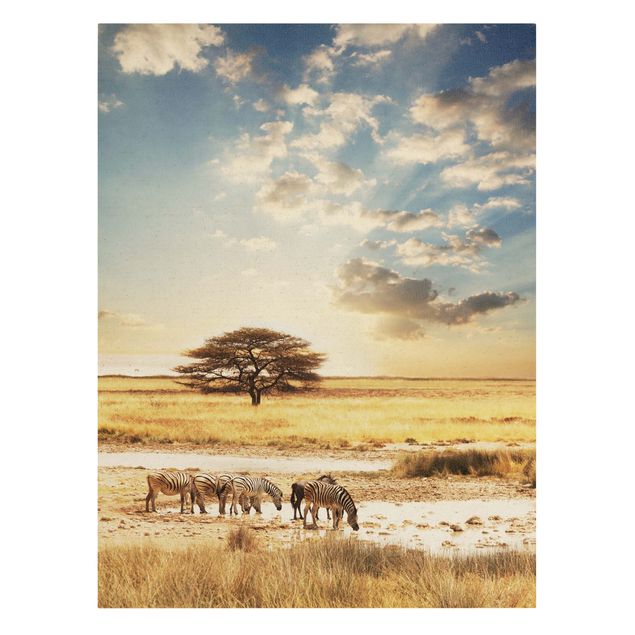 Zwierzęta obrazy Życie zebr