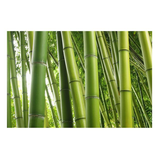 Panel szklany do kuchni - Drzewa bambusowe