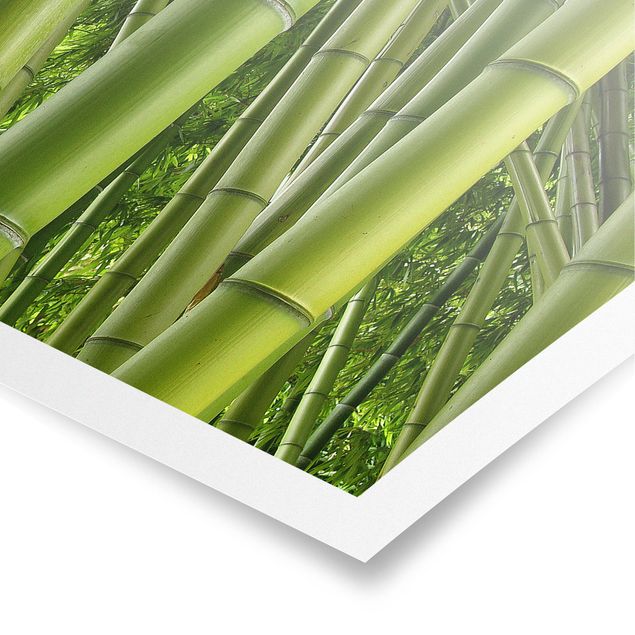 Obrazy bambus Drzewa bambusowe Nr 2