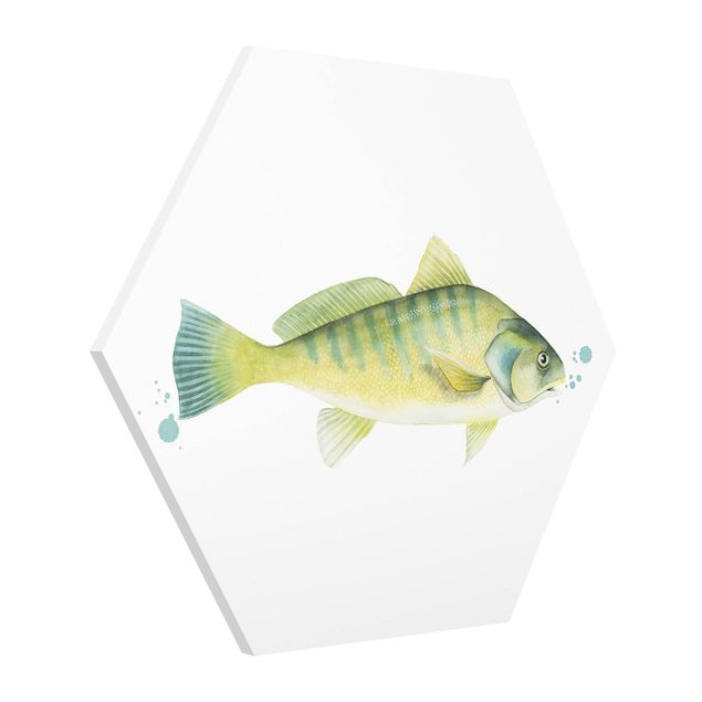 Obrazy z rybami Złapanie koloru - okoń rzeczny