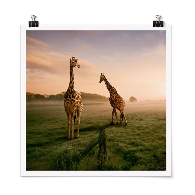 Obrazy nowoczesne Surrealistyczne żyrafy