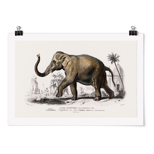 Zwierzęta obrazy Tablica edukacyjna w stylu vintage Słoń