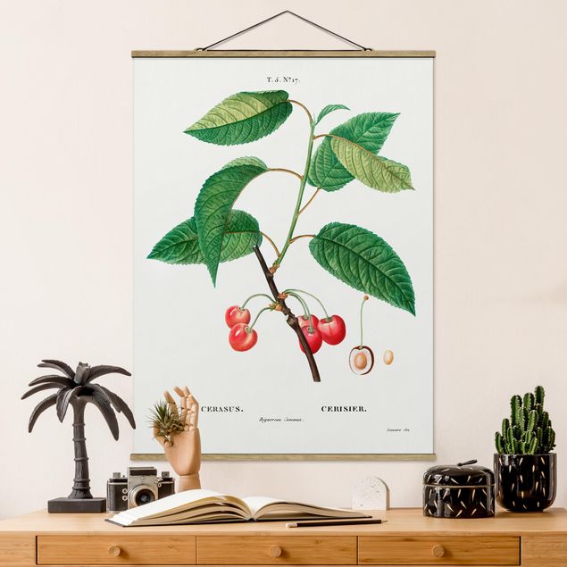 Obrazy owoc Botani Vintage Ilustracja czerwonych czereśni