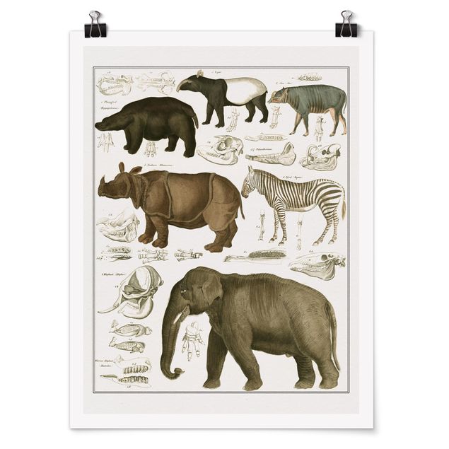 Obrazy ze zwierzętami Tablica edukacyjna w stylu vintage Słonie, zebry i nosorożce