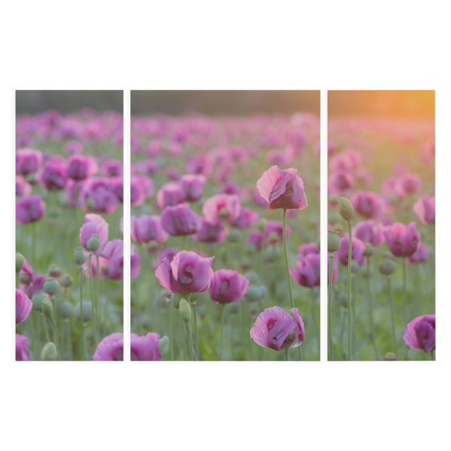 Obrazy nowoczesne Fioletowa łąka z makiem opium wiosną