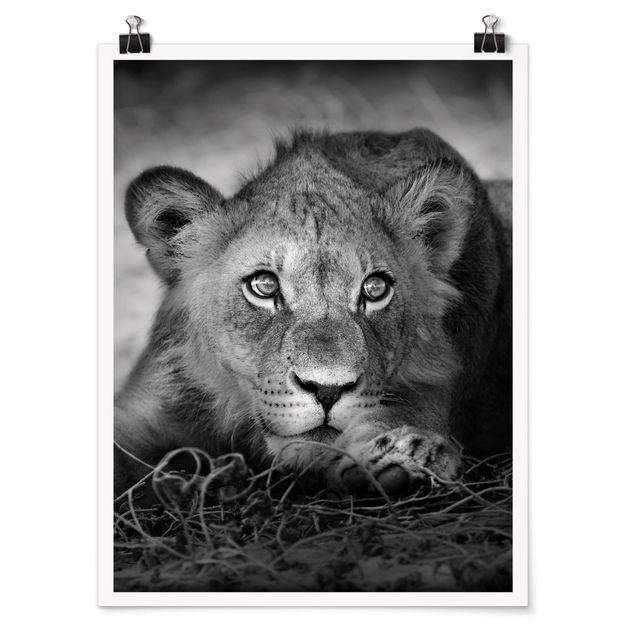 Obrazy ze zwierzętami Czające się lwiątko