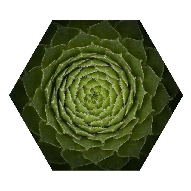 Obraz heksagonalny z drewna - Mandala sukulent