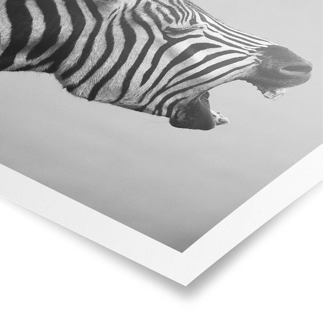 Obrazy Afryka Rycząca Zebra II