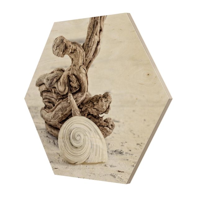 Plaża obraz Biała skorupa ślimaka i drewno korzeniowe