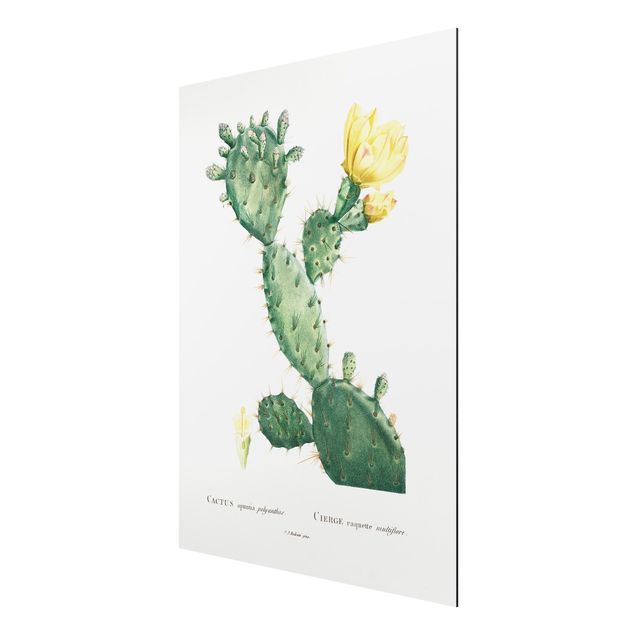 Vintage obrazy Botani Vintage Ilustracja kaktusa z żółtym kwiatem