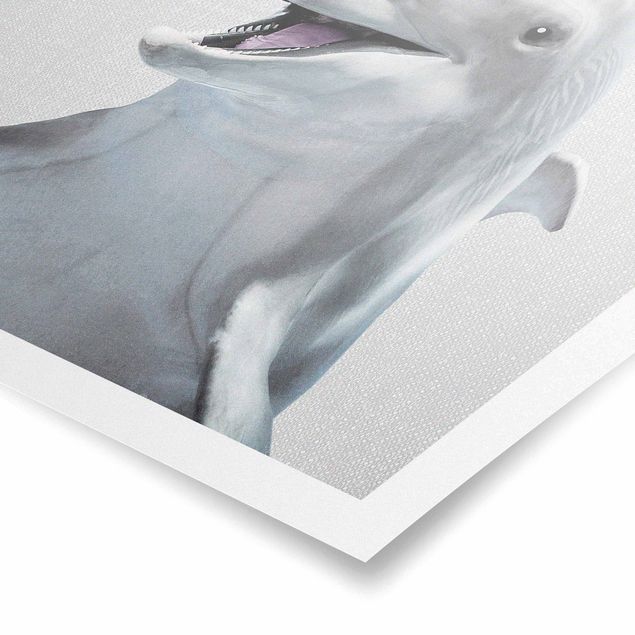 Obrazy z rybami Dolphin Diddi
