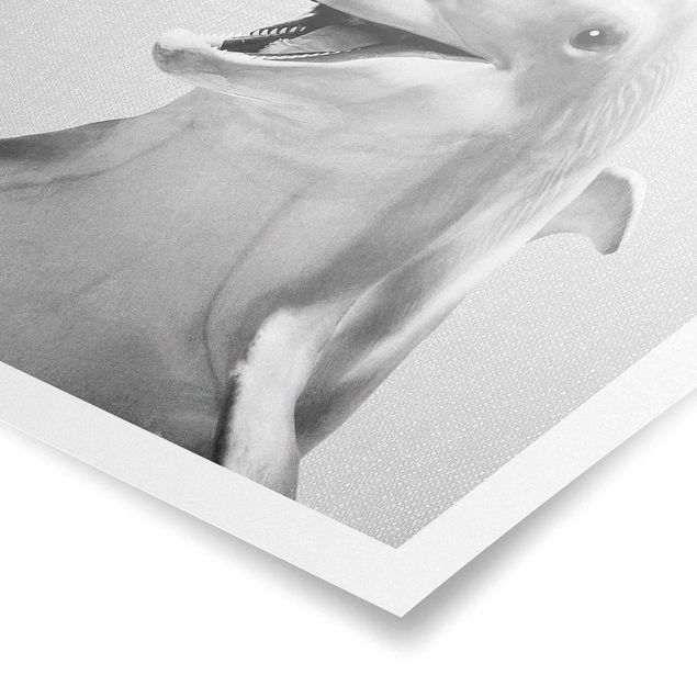 Ryby obrazy Dolphin Diddi Black And White