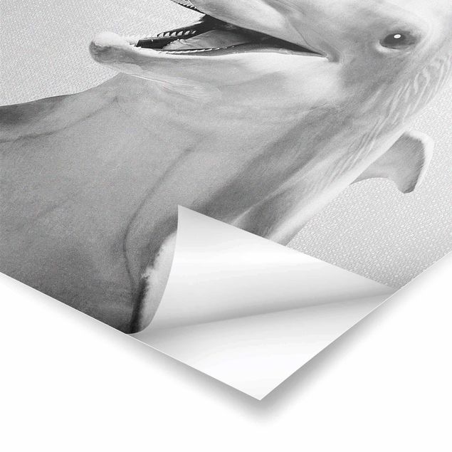 Plakaty czarno białe Dolphin Diddi Black And White