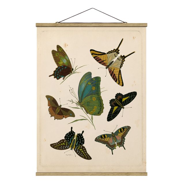 Obrazy zwierzęta Ilustracja w stylu vintage Motyle egzotyczne