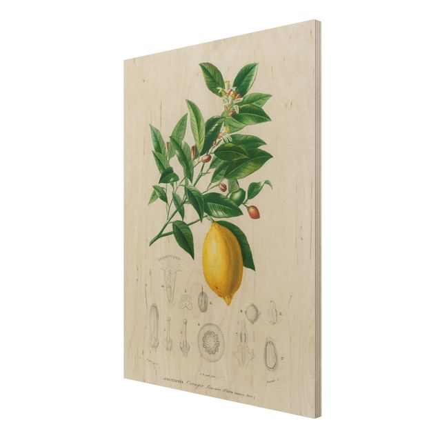 Obrazy z drewna Botany Vintage Illustration Lemon