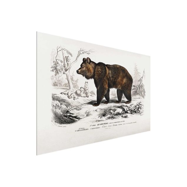 Obrazy na szkle zwierzęta Tablica edukacyjna w stylu vintage Niedźwiedź brunatny