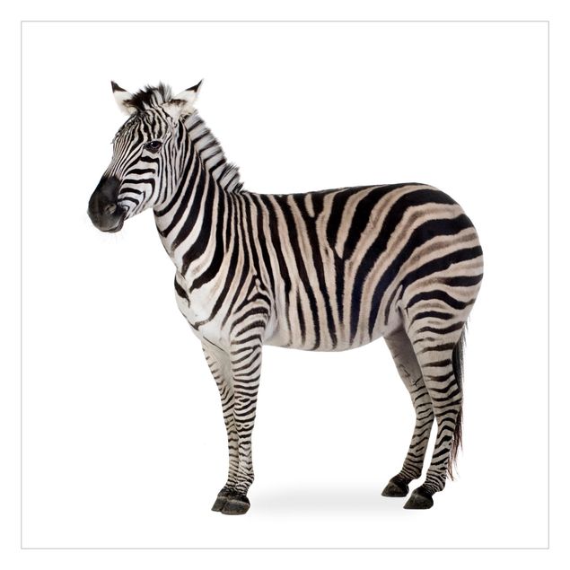 Fototapeta - Zebra gruba