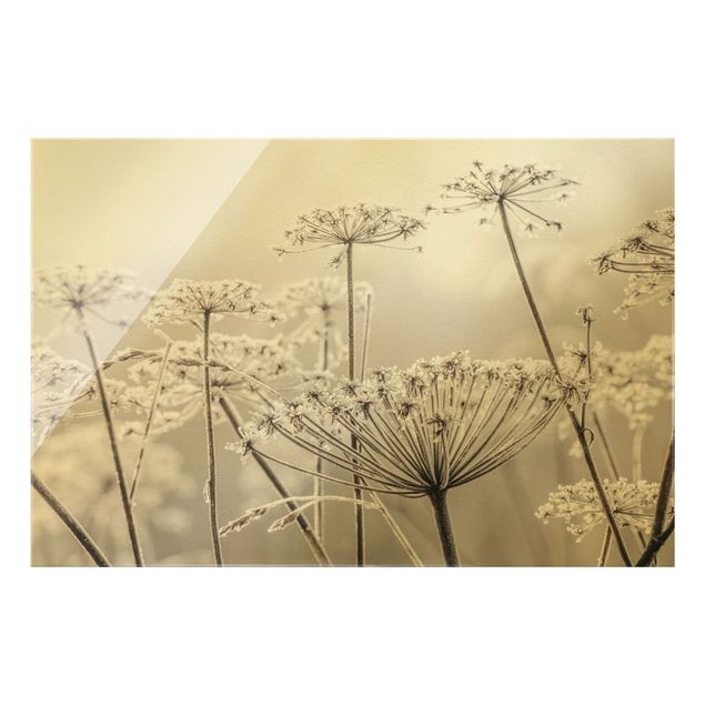 Obrazy motywy kwiatowe Złote kwiaty na mrozie