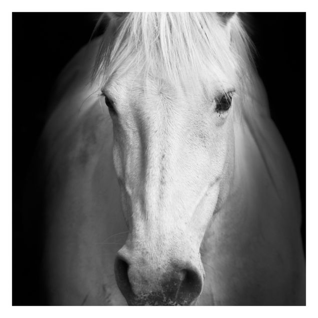 Fototapety Marzenie o koniu