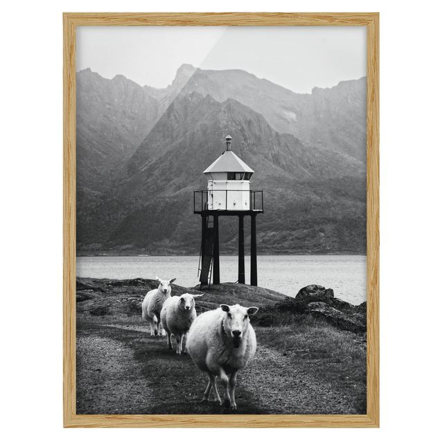 Obrazy w ramie do kuchni Trzy owce na Lofotach