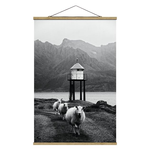 Obrazy ze zwierzętami Trzy owce na Lofotach