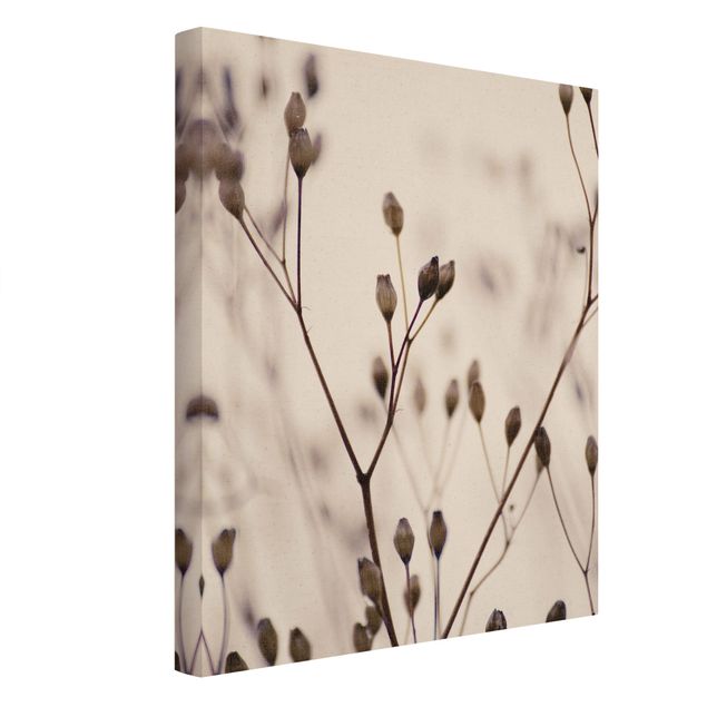 Obrazy drukowane na płótnie Ciemne pąki na gałęzi dzikiego kwiatu